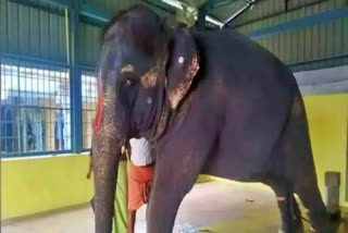 Tamil Nadu refuses to return Srivilliputhur elephant to Assam