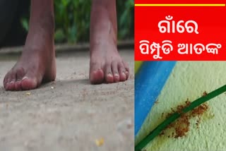 ପିପିଲିରେ ନାଲି ପିମ୍ପୁଡି ଆତଙ୍କ, ଅସ୍ତବ୍ୟସ୍ତ ଜନଜୀବନ