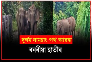 Elephant block Namchang road in  Dibrugarh