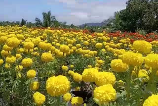 Flower cultivation on roof top of bank  Agricultural Development Bank  കാർഷിക വികസന ബാങ്കിലെ ജീവനക്കാർ  കാർഷിക വികസന ബാങ്ക് പൂകൃഷി  ബാങ്കിന്‍റെ മട്ടുപ്പാവിൽ പൂപ്പാടം  പയ്യന്നൂർ പെരുമ്പയിലെ കാർഷിക വികസന ബാങ്ക്  ചെണ്ടുമല്ലി കൃഷി  ഗ്രോബാഗുകളിൽ ചെണ്ടുമല്ലി കൃഷി