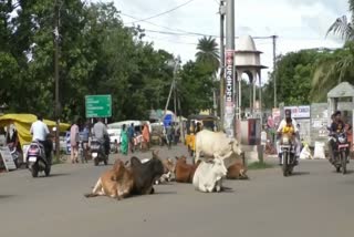 କଳାହାଣ୍ଡି ରାସ୍ତା ପାଲଟିଛି ଗାଈଗୁହାଳ