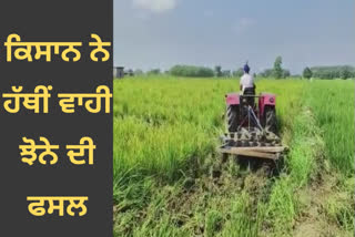 farmer spoils of Paddy crop due to illness