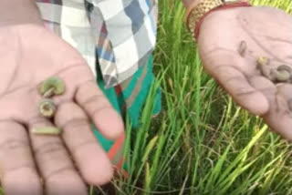 Insect attack on paddy  field in Jonai