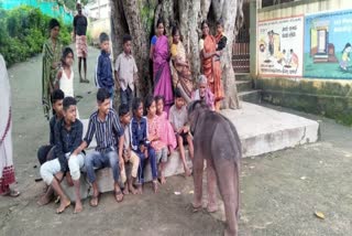 Etv Bharatbaby-elephant-played-with-children-in-chamarajanagar