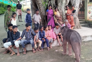 Baby Elephant enters school premises in Chamarajanagar