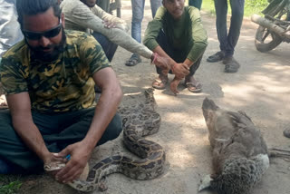 Shivpuri Snake Rescue