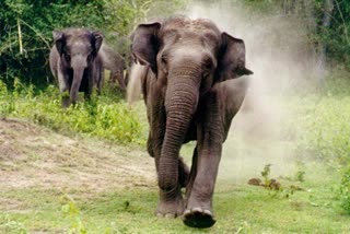 Elephant Attack in Binnaguri