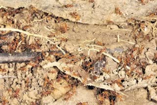 red ants panic in Odisha