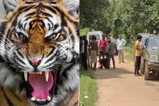 Courageous woman fights off tiger saves toddler son from its jaws  കുഞ്ഞിനെ കടിച്ചെടുത്ത് കടുവ  അതിസാഹസിക പ്രകടനം  Courageous woman fights off tiger  tiger  mother fight with Tiger  ഭോപ്പാല്‍ വാര്‍ത്തകള്‍  മധ്യപ്രദേശ് വാര്‍ത്തകള്‍  bhopal news updates