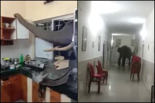 Did elephants attack Binnaguri army camp