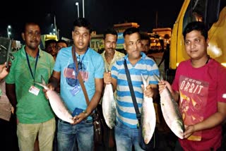 Hilsa