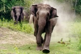 elephants attack Binnaguri army camp