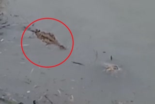 crocodile-in-mani-river-of-raidighi-sundarbans