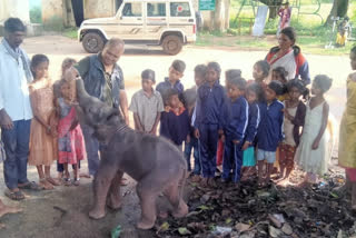 Baby Elephant