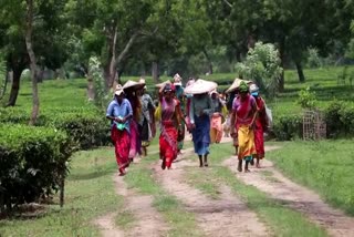 Tea Garden workers protest in Nagaon