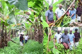 മങ്ങാട് കാര്‍ഷിക കൂട്ടായ്‌മ  ഓണം വിപണി  മങ്ങാട് കാർഷിക കൂട്ടായ്‌മയുടെ നേന്ത്രവാഴ കൃഷി  Mangad Agricultural Society  Mangad Agricultural Society Banana cultivation  Onam Market in kollam  നേന്ത്രക്കായ ഇല്ലാതെ എന്ത് ഓണം  വിപണിയിൽ സജീവമായി മങ്ങാട് കാര്‍ഷിക കൂട്ടായ്‌മ  കാര്‍ഷിക കൂട്ടായ്‌  നേന്ത്രക്കുല