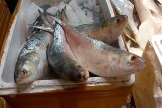 Bangladeshi Hilsa