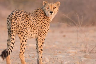 MP’s Kuno National Park to be home to African cheetahs, preparations being done