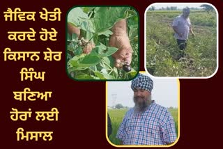 benefits of organic farming, Organic Farming in Jalandhar