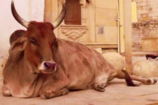 dewas cow dead body pulled by tractor video viral