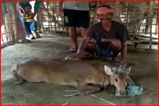 A Deer rescued in teok