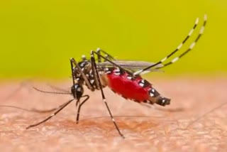 dengue cases increased in amabala