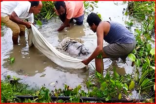 Dead body of the missing person in majuli found