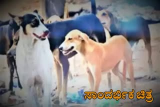 Baby Girl Dies After Stray Dog Attack In Mandya