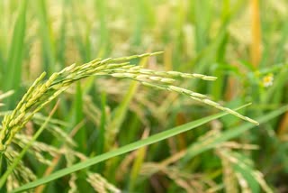 Grassy Hunt virus in paddy crop in Doiwala