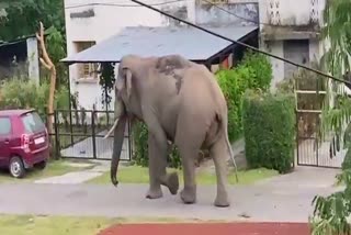 Haridwar Elephant Video