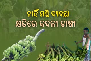 କଦଳୀ ଚାଷୀଙ୍କ ପାଇଁ ନାହିଁ ବଜାର ସୁବିଧା,ହେଉଛି ଅଭାବୀ ବିକ୍ରି