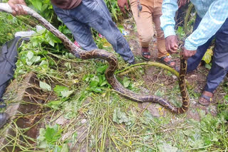 8 feet long python rescued in Kurseong
