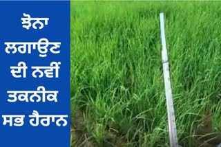 paddy can be planted through drip irrigation
