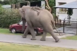 Elephant enters in residential area of Haridwar