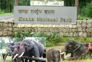 Elephant camp