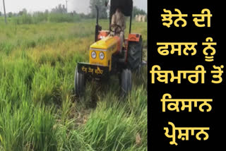 ਝੋਨੇ ਨੂੰ ਲੱਗੀ ਬਿਮਾਰੀ ਤੋਂ ਕਿਸਾਨ ਹੋਏ ਪ੍ਰੇਸ਼ਾਨ