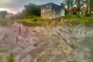 fishes-flying-in-lake-at-tumkur