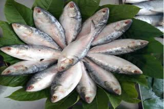 bangladesh is planning to export  five thousand tons of hilsa fish  before durga puja  durga puja  hilsa fish  dakka latest news  latest news in bangladesh  fish exporting  latest international news  ദുര്‍ഗ പൂജയ്‌ക്ക് മുന്നോടിയായി  മത്സ്യം ഇന്ത്യയിലേയ്‌ക്ക് കയറ്റുമതി  തപാന്‍ താന്തി ഗോഷ്‌  ബംഗ്ലാദേശ്‌ വാണിജ്യ വിഭാഗ സെക്രട്ടറി  മത്സ്യനിരോധനം പ്രധാന വെല്ലുവിളി  ഹിൽസ  ഹിൽസ മത്സ്യം  മത്സ്യ കയറ്റുമതി  ധാക്ക ഏറ്റവും പുതിയ വാര്‍ത്ത  ബംഗ്ലാദേശ്‌ ഇന്നത്തെ പ്രധാന വാര്‍ത്ത  ഏറ്റവും പുതിയ അന്തര്‍ദേശീയ വാര്‍ത്ത