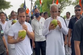 Rahul Gandhi Bhupesh Baghel drinks coconut water