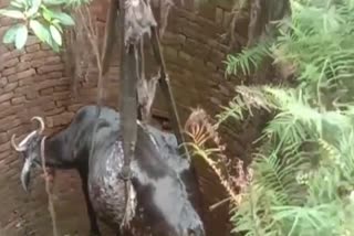 Cow fell in well in Ramgarh
