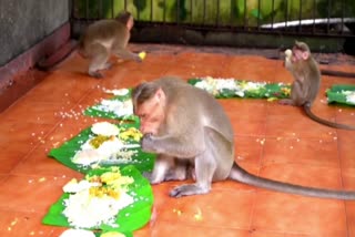 monkeys in shasthamkotta temple  onam sadya  shasthamkotta temple  monkey onam sadya  latest news in kollam  latest news shasthamkotta temple  monkey news in kollam  പതിവ് തെറ്റിയില്ല  അതിഥികളായി വാനരന്‍മാരെത്തി  കൊല്ലം ശാസ്‌താംകോട്ടയിൽ  വാനരന്മാർക്ക് ഓണസദ്യ  കൊല്ലം ശാസ്‌താംകോട്ട ക്ഷേത്രം  കൊല്ലം ഏറ്റവും പുതിയ വാര്‍ത്ത  കൊല്ലം ഇന്നത്തെ പ്രധാന വാര്‍ത്തകള്‍  ഏറ്റവും പുതിയ ഓണം വാര്‍ത്തകള്‍