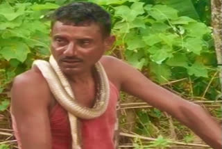 Tit-for-tat! Odisha Man bites Cobra to death after it bites him