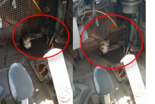 snake found in ksrtc bus