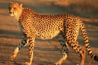 cheetah