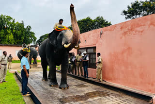 Weight of Dassara Elephants