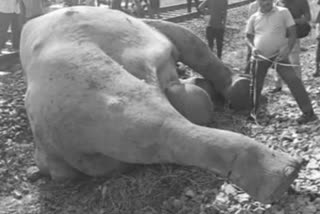 wild elephant died after hit by train
