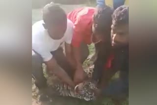 Villagers captured leopard with bare hands