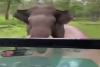 The elephant ran the tourist car in the forest