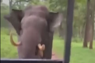 Angry elephant chases tourist safari jeep in Mysore