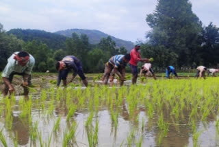 India's rice production may fall by 10-12 mn tonne in Kharif season this yr: Food Secretary